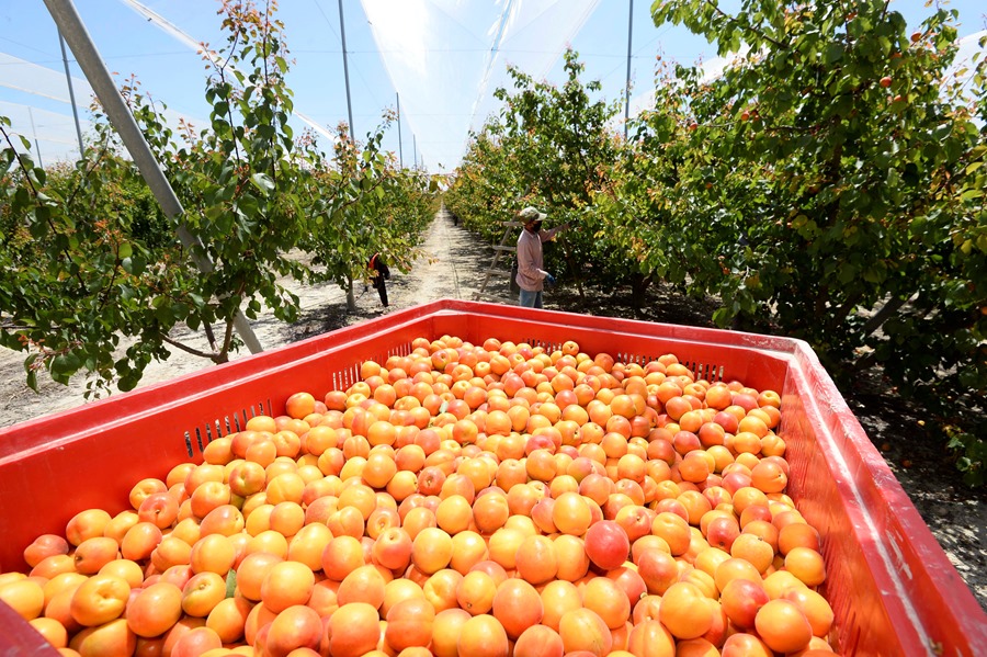 Cosecha de albaricoques en el campo de Cieza, (Murcia). Efeagro/Marcial Guillén