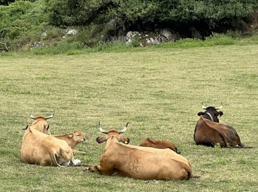 Ganadería de vacuno descansando en las laderas asturianas. Efeagro/Nerea Díaz