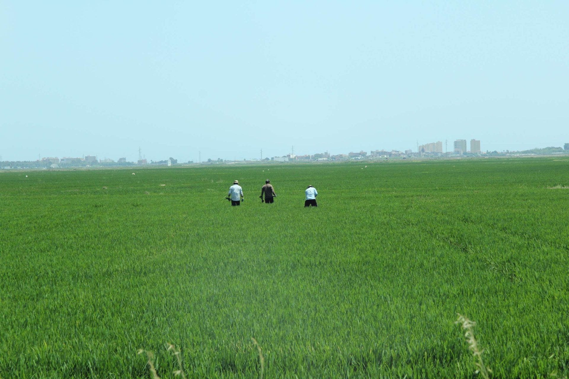 Arrozal en Valencia. Efeagro/J.J.Ríos