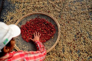 Una mujer selecciona granos de café en un cultivo de Sao Paulo (Brasil). Efeagro/Fernando Bizerra Jr.