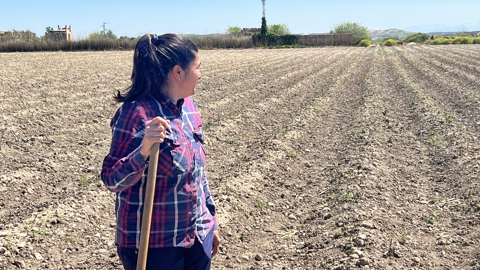 Una agricultora en su explotación de espárragos en Loja (Granada). Efeagro/Nerea Díaz 