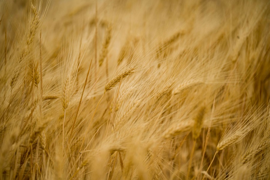 Una cosecha de trigo en una finca de la provincia de Córdoba. Efeagro/Rafa Alcaide