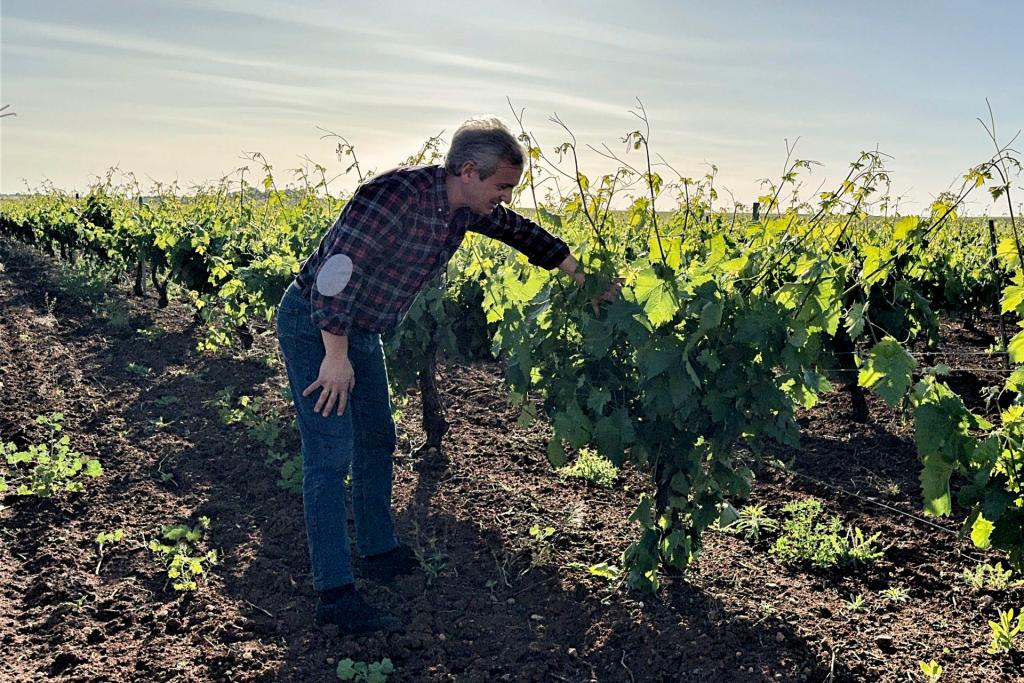 Un agricultor revisa el estado de una viña. Efeagro/Ana Picón