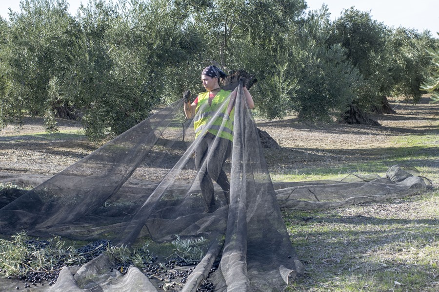 Labores de recogida de la aceituna en un olivar de Úbeda en Jaén. Efeagro/José Manuel Pedrosa