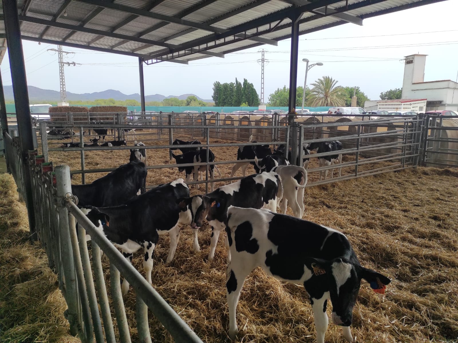Imagen de una "guardería" de vacas. Efeagro/ Juan Javier Ríos