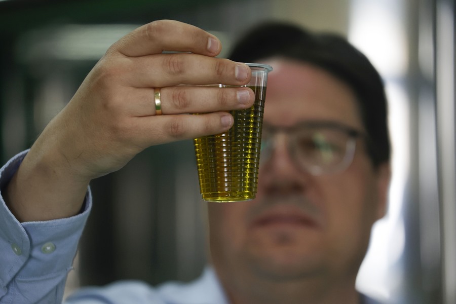 Una muestra de aceite de oliva en una empresa de Pozoblanco (Córdoba). Efeagro/Salas