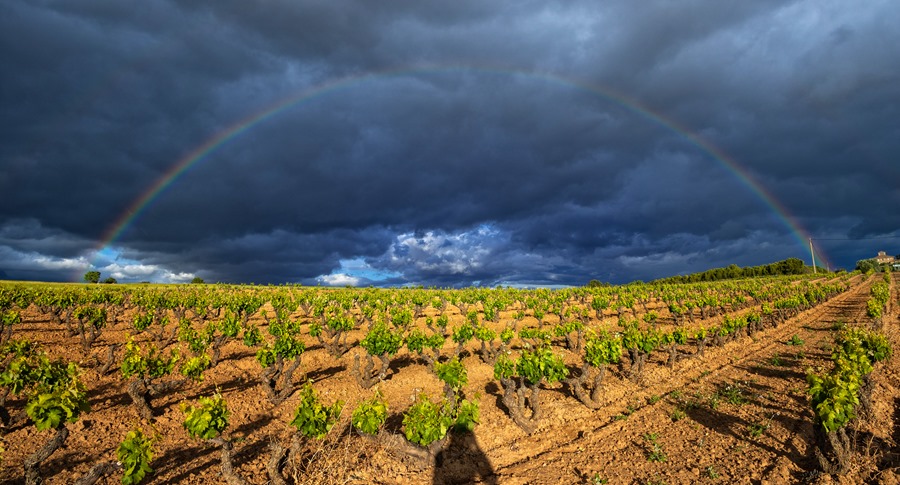Un viñedo en la localidad riojana de Briones. Efeagro/Raquel Manzanares