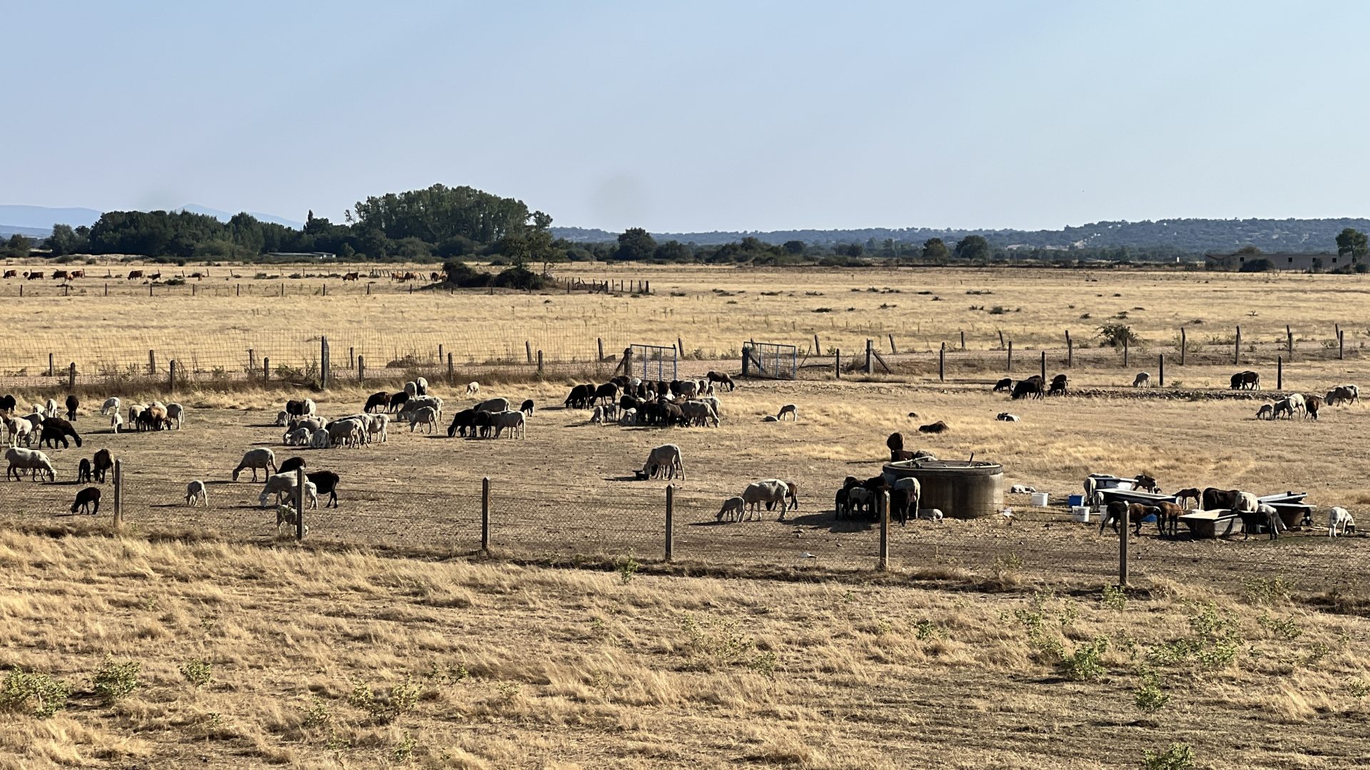 Explotación de ovejas en Extremadura. Efeagro/Nerea Díaz