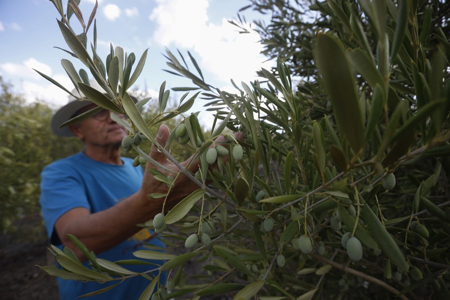 Un agricultor observa su cosecha de aceitunas en un olivar de Córdoba. Efeagro/Salas