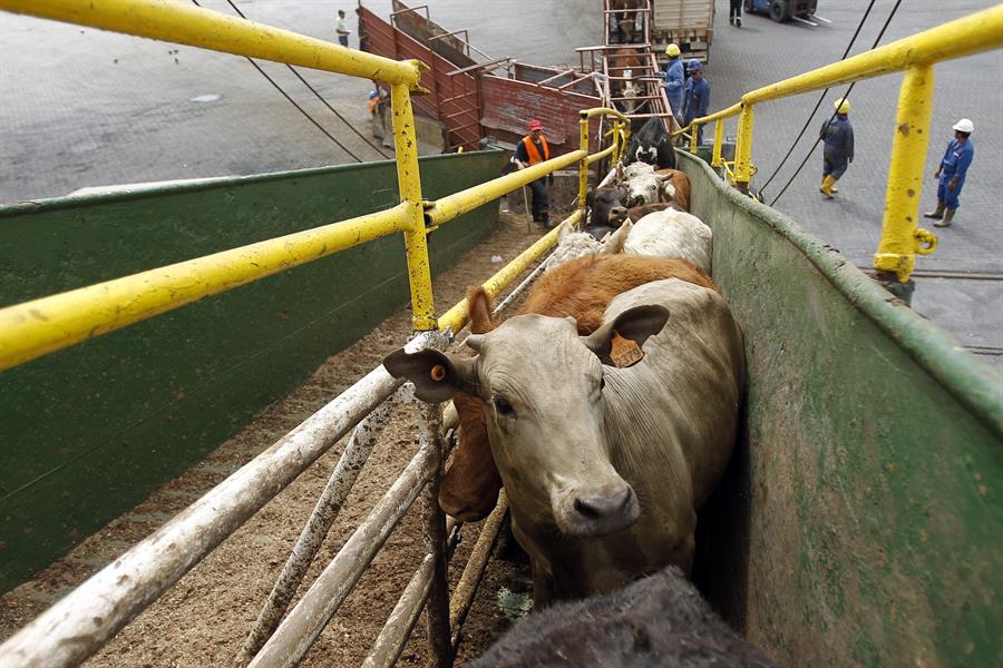 Embarque de ganado vacuno. Efeagro/Hugo Ortuño.