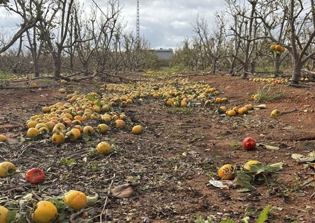 Cultivos de caqui arrasados en Alginet (Valencia). Fotografía cedida por Agroseguro.