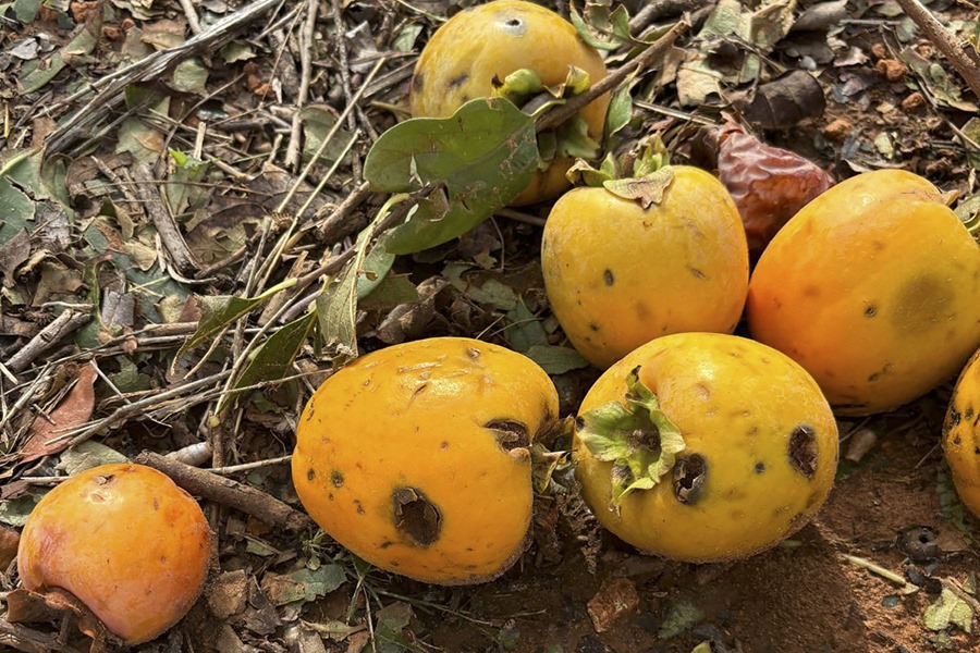 Cultivos de caqui arrasados en Alginet (Valencia). Fotografía cedida por Agroseguro.