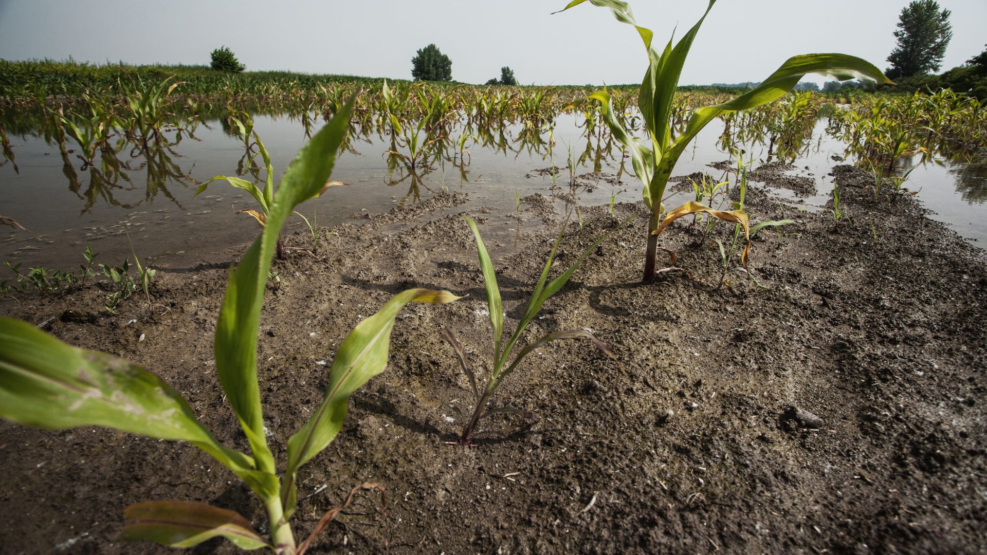 Daños de la dana en zonas de regadío. Efeagro/Fenacore