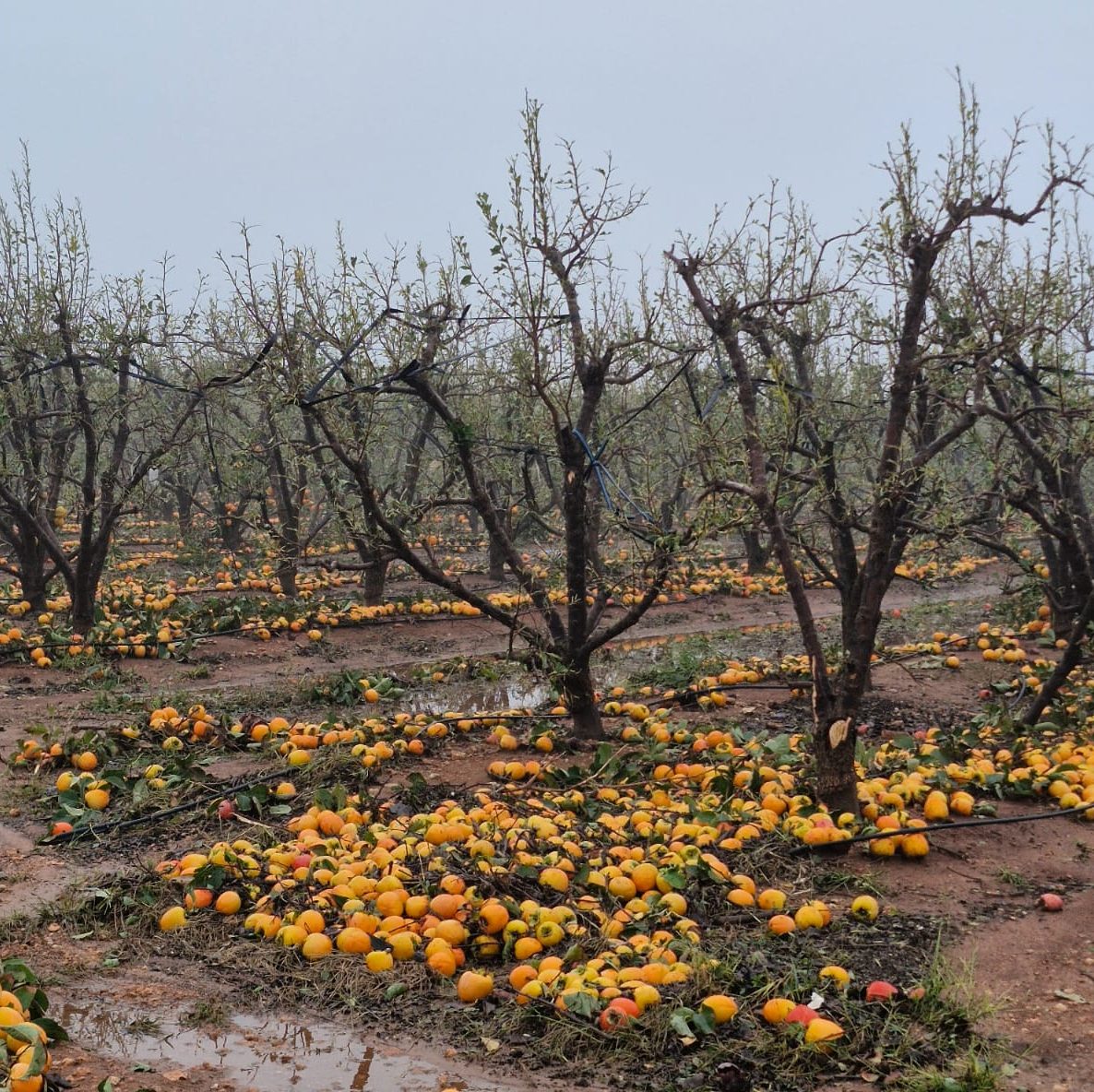 Campos de cítricos afectados por la dana. Efeagro/Agroseguro