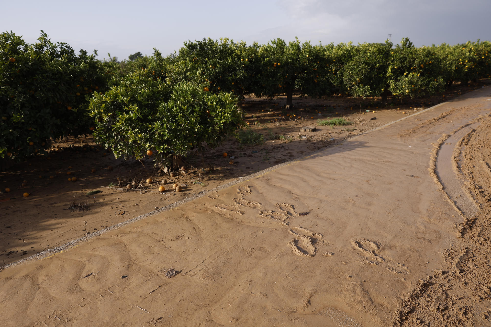 Estado de los cultivos en Algemesí (Valencia) tras el paso de la dana. EFE/ Villar Lopez