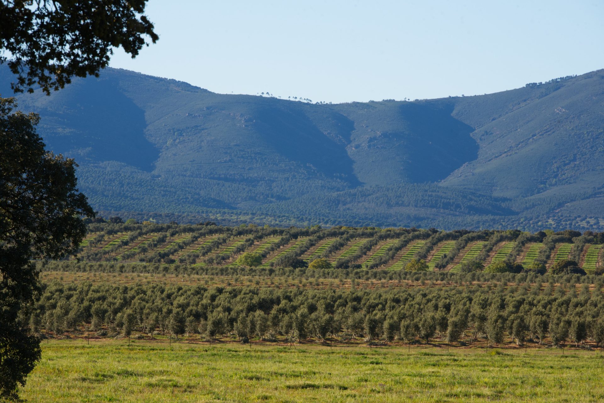 Olivar en la Dehesa el Molinillo (Ciudad Real). EFE/Cedida por la empresa