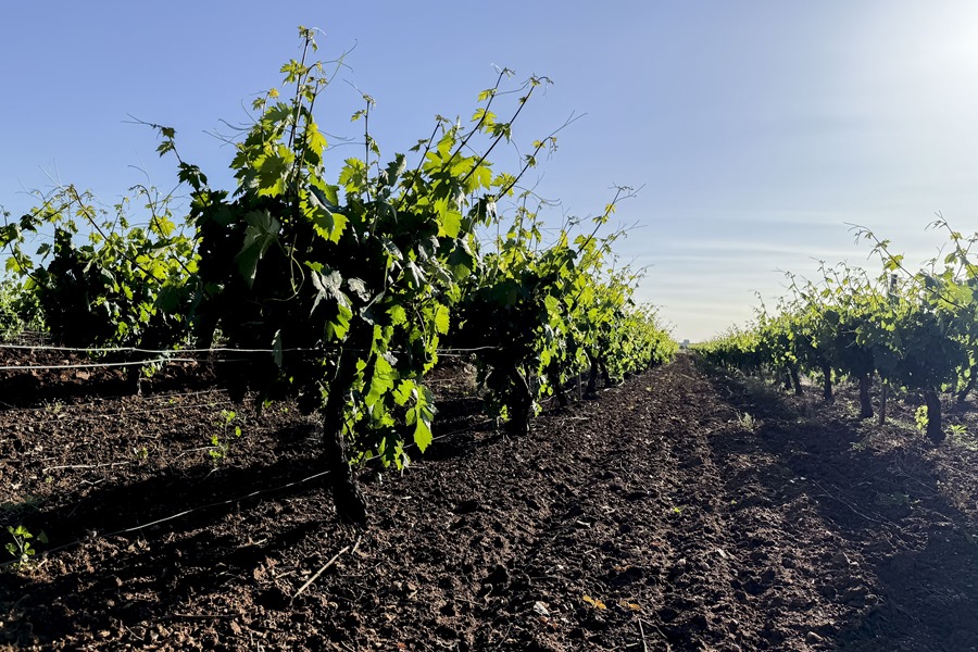 Explotación para la producción de cava en Almendralejo (Badajoz). EFE/Ana Picón