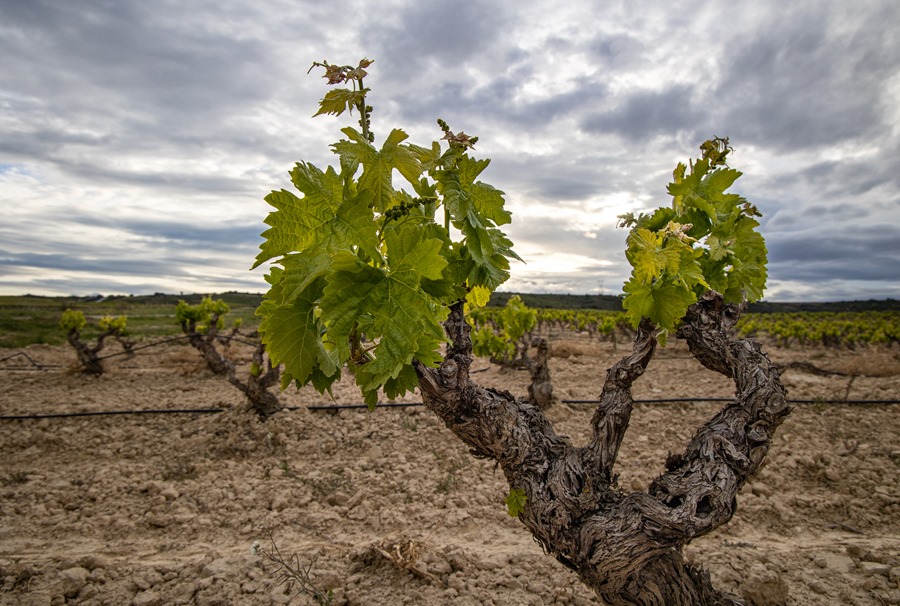 Vista de una cepa en un viñedo de La Rioja. EFE/ Raquel Manzanares