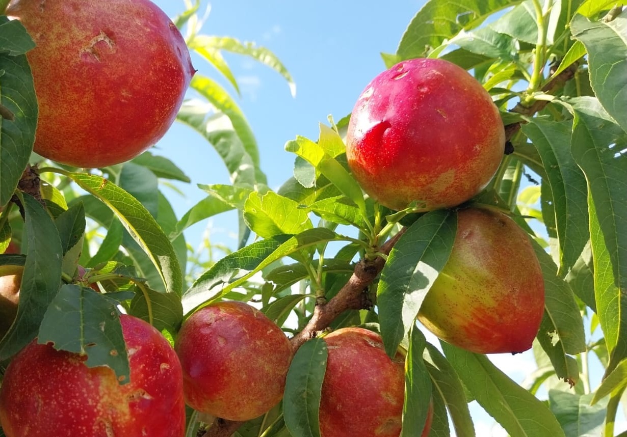 Efecto del pedrisco en frutales. Efeagro/Agroseguro