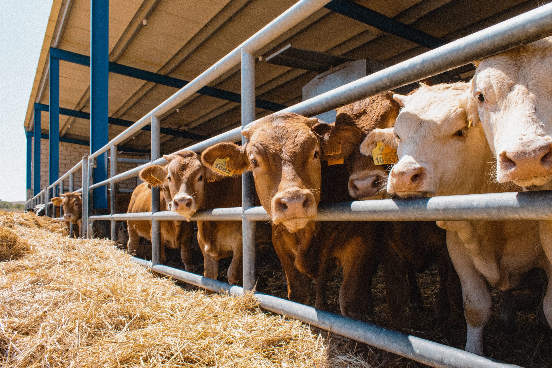 En la imagen unos terneros con crotales identificativos. Cedida por DeepFarm/Yaiza Gómez