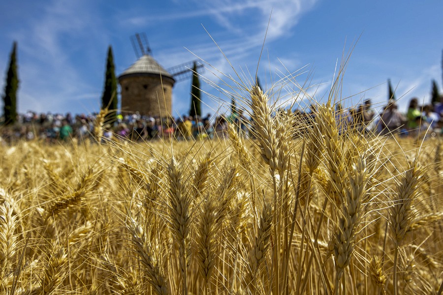 Imagen de un campo de cereales en Ocón (La Rioja). EFE/Raquel Manzanares