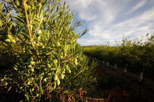 Vista de un olivar en la provincia de Córdoba. EFE/Salas