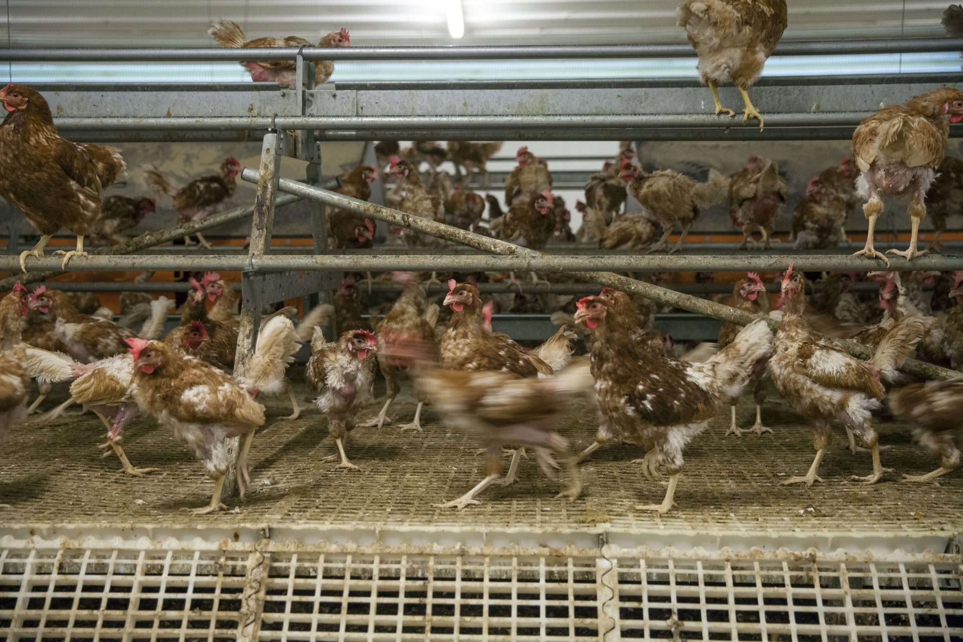 Fotografía de archivo de una granja de producción ecológica de huevos. EFE/David Aguilar