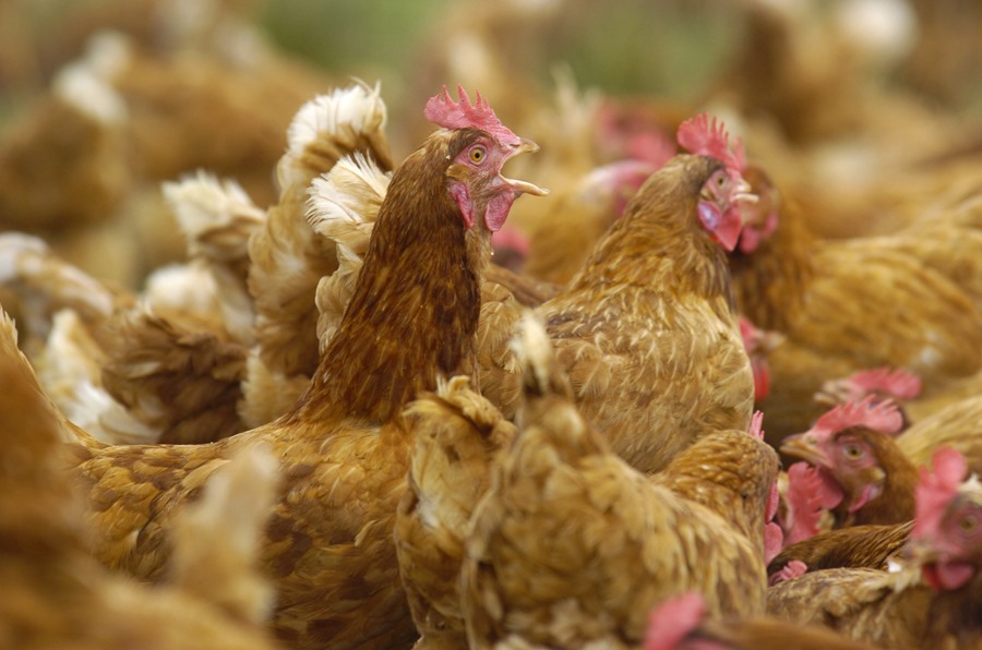 Gallinas en una explotación avícola en la localidad alavesa de Molinilla. EFE/David Aguilar