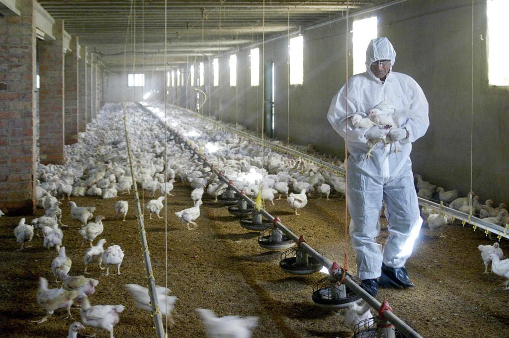 Un veterinario coge unos pollos para tomarles unas muestras de sangre en una granja de Torrente de Cinca (Huesca) en una imagen de archivo. EFE/Laurent Dominique