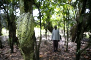 Plantación de cacao de Costa de Marfil afectada por la sequía en 2023. EFE/EPA/Legnan Koula