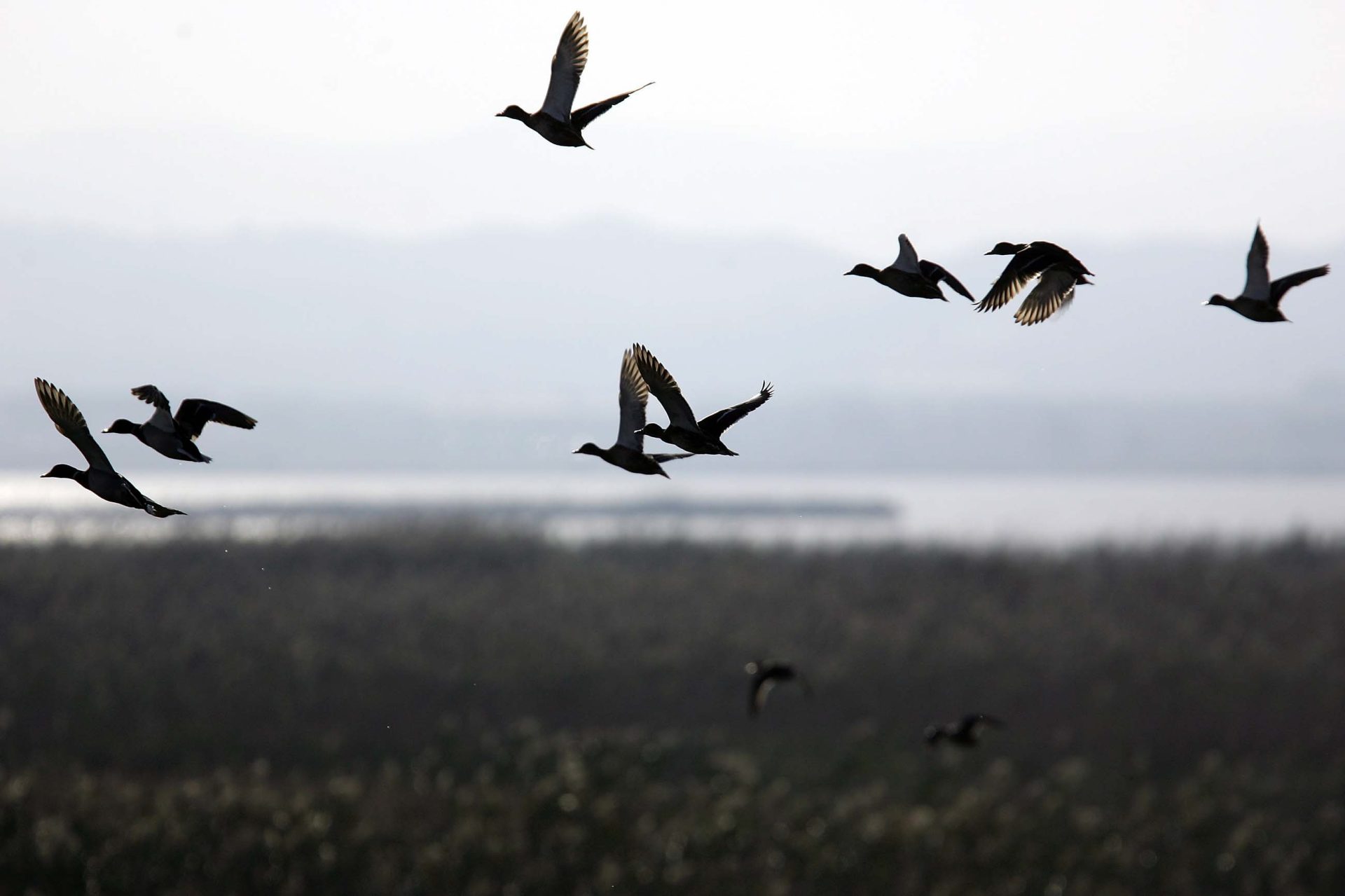 Una bandada de patos vuela en el parque natural de la Albufera en Valencia. EFE/Kai Försterling