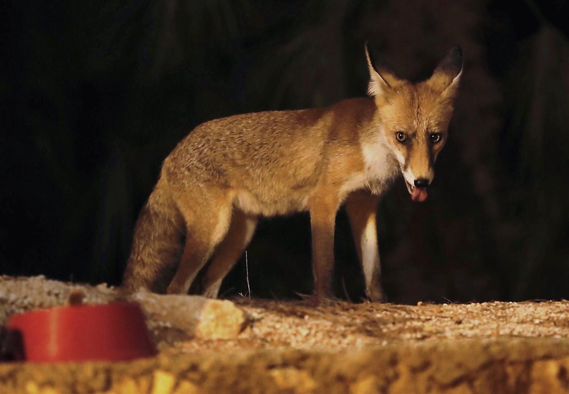 Una zorra salvaje que vive en una sierra cercana a Tormos (Alicante), EFE/Juan Carlos Cárdenas