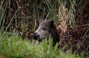Un jabalí se alimenta al borde de una carretera en el concello coruñés de Pontedeume. EFE/Archivo/Cabalar
