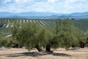Un olivar en Martos (Jaén). EFE/José Manuel Pedrosa