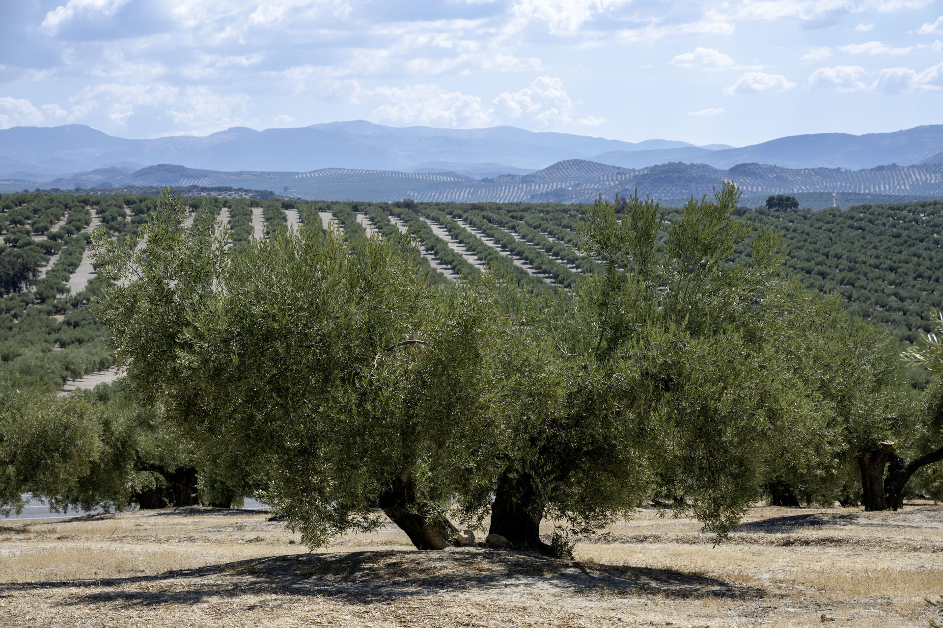 Un olivar en Martos (Jaén). EFE/José Manuel Pedrosa