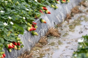 Vista de un campo de fresas afectados por el temporal en Moguer (Huelva). EFE/Alberto Díaz