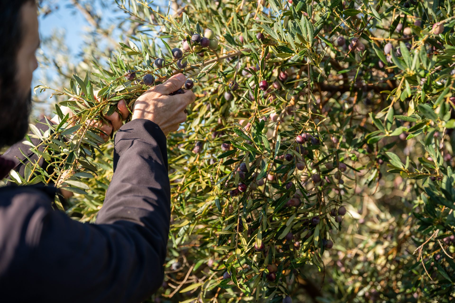 Tareas de recolección de las muestras de olivo que han viajado desde Córdoba a Svalbard (Noruega). EFE/Universidad de Córdoba