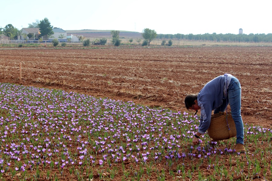 Recogida de azafrán en Ciudad Real. EFE/ Elisa Laderas