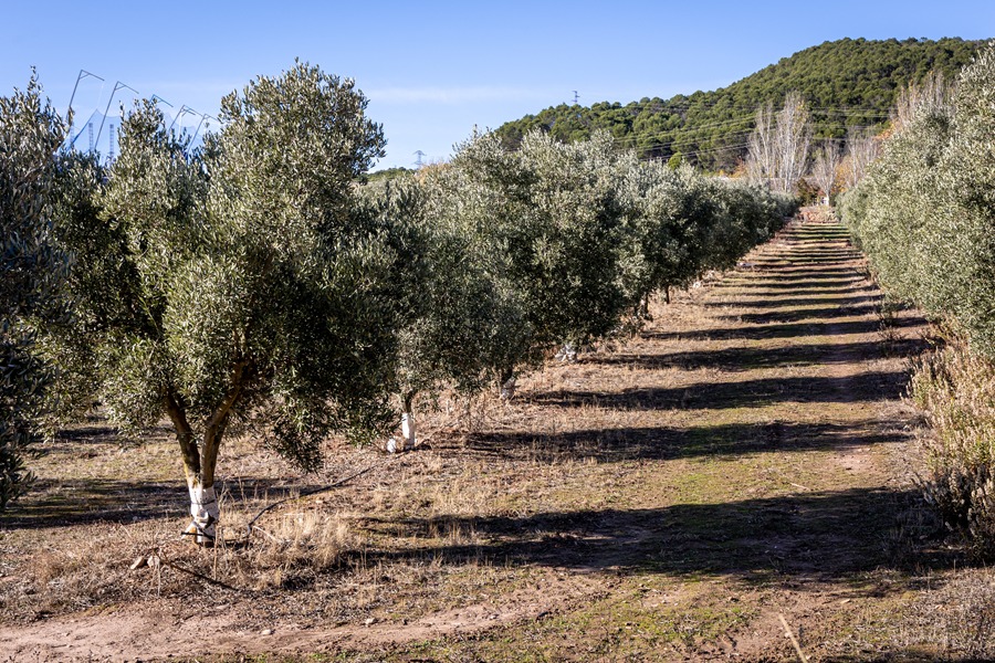 Aceite en La Rioja. EFE/Raquel Manzanares