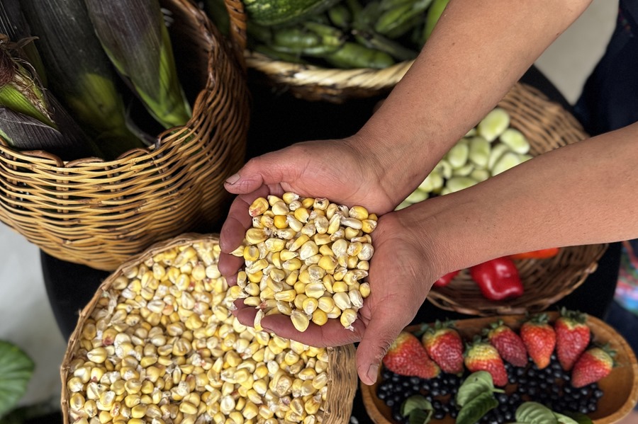 Una mujer campesina muestra maíz y diversos alimentos cultivados en Colombia. EFE/Mario Baos