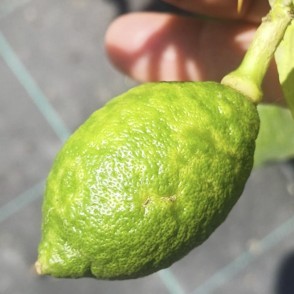 Limón con clorosis. Foto cedida por Asaja Alicante