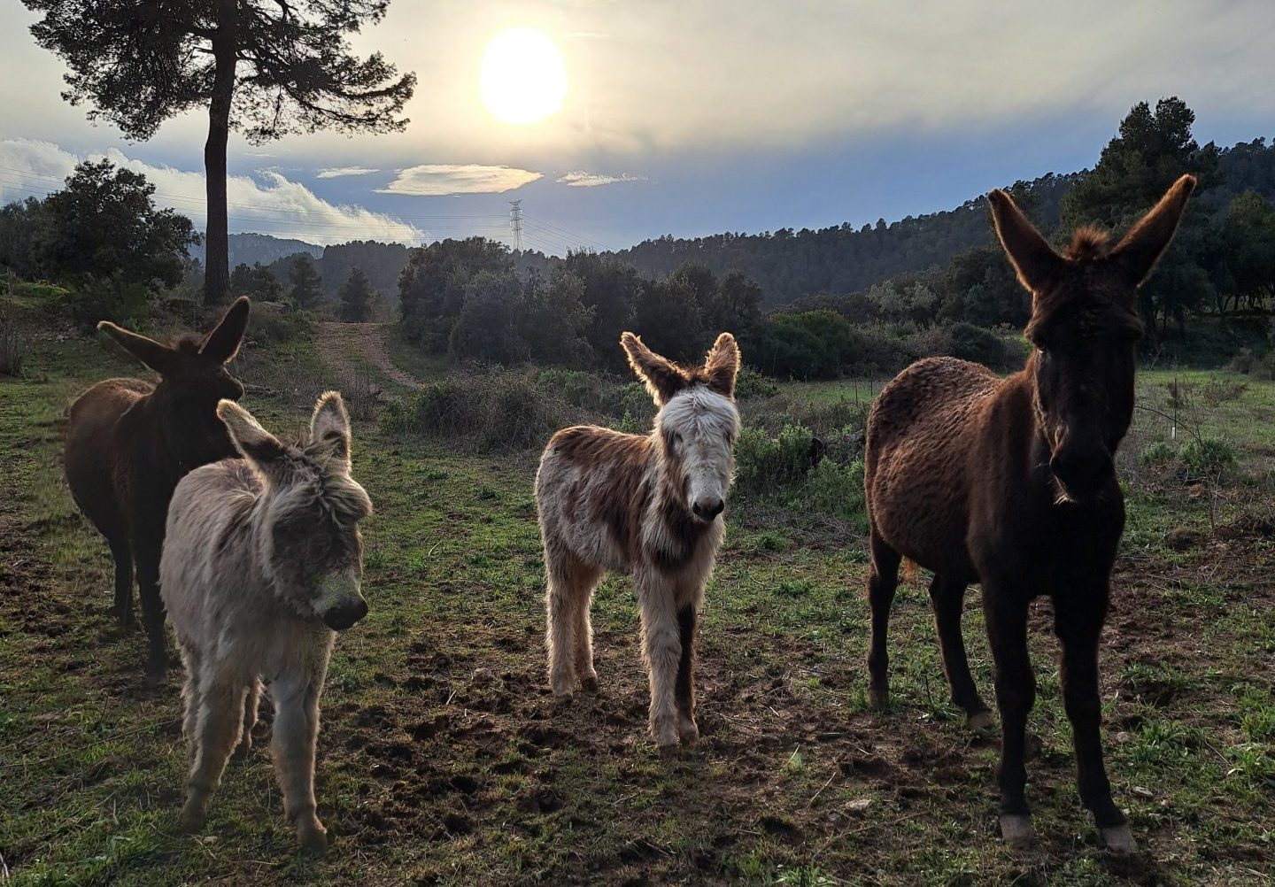 "Burros bomberos" de Trivissa Donkeys Firefighter. EFE / Cedida por Trivissa Donkeys Firefighter