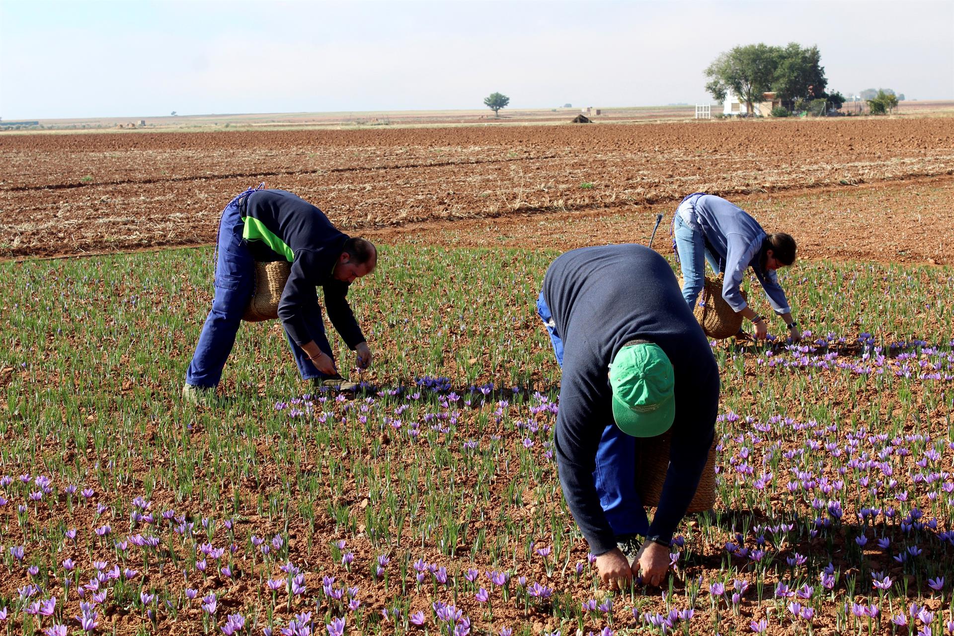 Agricultores hacen la cosecha de azafrán en Ciudad Real. EFE/ Elisa Laderas