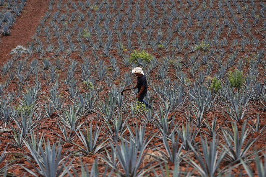 Un jimador supervisa los campos de agave azul, el 12 de julio de 2024 en el municipio de Tequila, en Jalisco (México). EFE/ Francisco Guasco