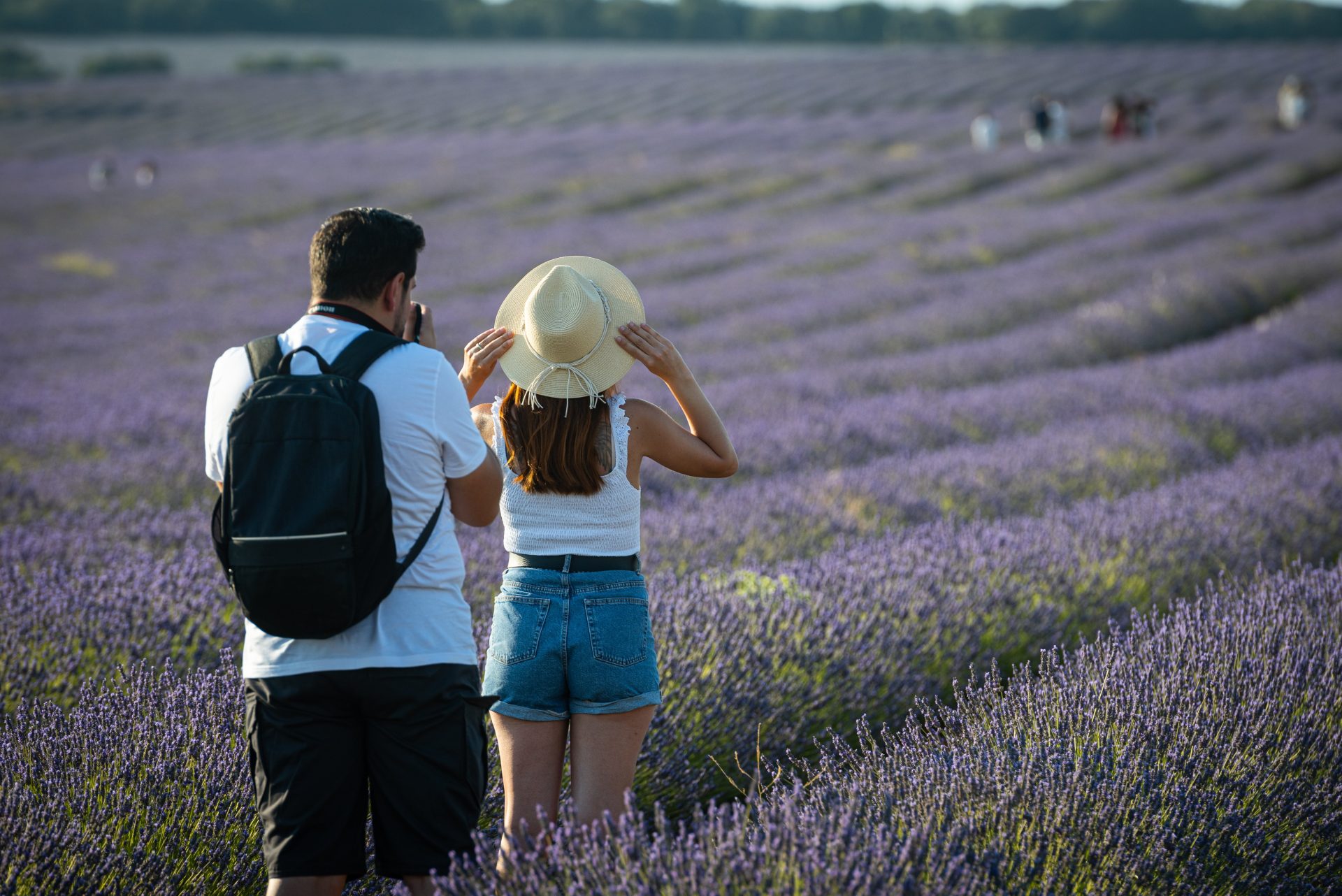 lavanda en Brihuega
