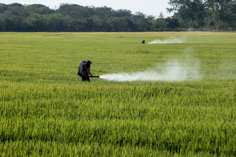 Dos personas fumigan un campo de arroz en Nicaragua. EFE/Archivo/STR
