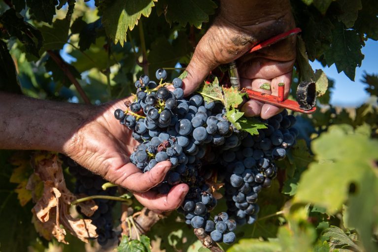 Un racimo de uvas durante la vendimia en la localidad riojana de Fuenmayor. EFE/ Raquel Manzanares