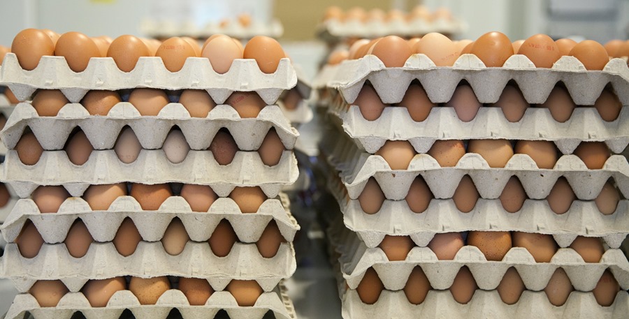 Granja de huevos ecológicos en Orduña (Bizkaia), EFE/David Aguilar