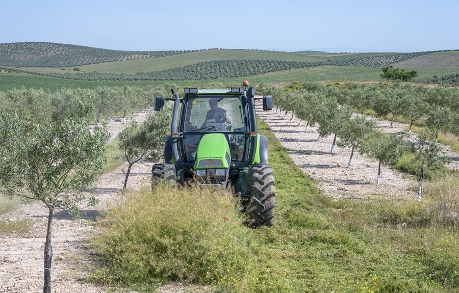 Un agricultor trabaja en un olivar de Fuerte del Rey, Jaén. EFE/José Manuel Pedrosa