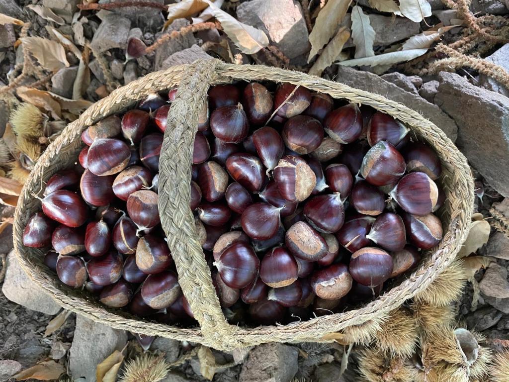 Castañas recolectadas en el Valle del Genal que se utilizarán en la Fiesta de la Castaña en Pujerra (Málaga). EFE / Cedida